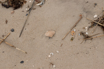 This little clamshell lay sitting on the beach in the picture. The tan shell stands out against the...
