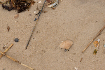 This little clamshell lay sitting on the beach in the picture. The tan shell stands out against the...
