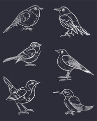 set pack of white outline  bird collection vector illustration isolated in black background	Art & Illustration