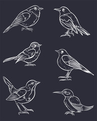 set pack of white outline  bird collection vector illustration isolated in black background	Art & Illustration