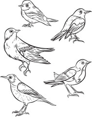 set pack of outline bird collection vector illustration isolated in white background	