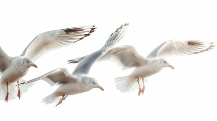 Three seagulls flying in a line