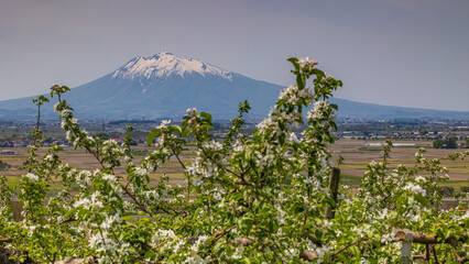 Mt. Iwaki with remaining snow and apple blossoms in Aomori
