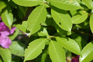 Fototapeta premium 虫に食われた新緑の葉っぱ