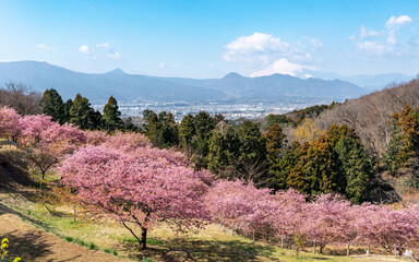 Parc de Yamanashi au Japon, avec les fleurs de cerisiers et le mont Fuji en fond.