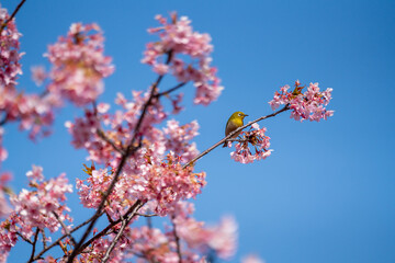 Zosterops du Japon, également appelé Mejiro, avec des fleurs de cerisiers, dans un parc de Yamanashi au Japon.