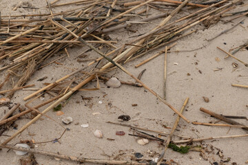 This is an image at the beach. So much marine life has washed up onto the grains of sand for beach...