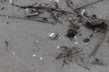 This grey oyster shell lay on the beach. Blacks and whites are in the seashell as well. Brown grains of sand and sea debris is all around. Reeds of grass and little pebbles are along with it.