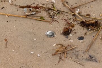 This grey oyster shell lay on the beach. Blacks and whites are in the seashell as well. Brown...