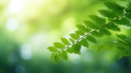 a green tree with a blurred bokeh background,