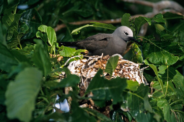Noddi à bec gréle, Noddi marianne, nid,.Anous tenuirostris, Lesser Noddy, Seychelles