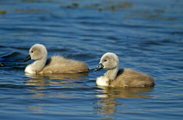 Cygne tuberculé, jeune, .Cygnus olor, Mute Swan