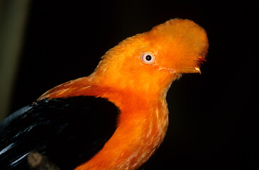 Coq de roche orange,.Rupicola rupicola, Guianan Cock of the rock, Pérou - obrazy, fototapety, plakaty