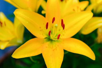Close-up yellow lily, selective focus. Brown-orange stamens and light green pistil. Bloom flower...