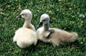 Cygne tuberculé, jeune, .Cygnus olor, Mute Swan