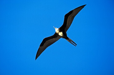Frégate du Pacifique, Grande frégate, .Fregata minor, Great Frigatebird,  Arcchipel des Galapagos, Equateur
