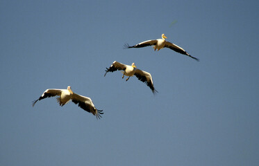Pélican blanc,.Pelecanus onocrotalus, Great White Pelican, Parc national de Nakuru,  Kénya