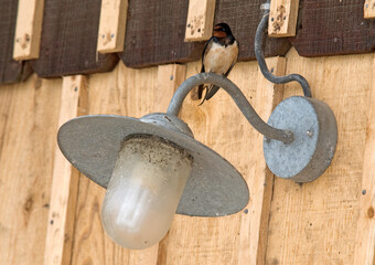 Hirondelle rustique, Hirondelle de cheminée,.Hirundo rustica, Barn Swallow © JAG IMAGES