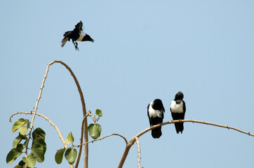 Corbeau pie,.Corvus albus, Pied Crow, Afrique