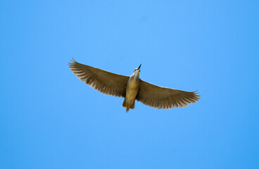 Bihoreau gris, Héron bihoreau,.Nycticorax nycticorax, Black crowned Night Heron