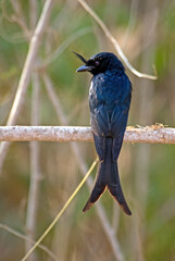 Drongo malgache,.Dicrurus forficatus , Crested Drongo, Madagascar
