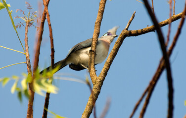 Coua huppé,.Coua cristata , Crested Coua, Madagascar