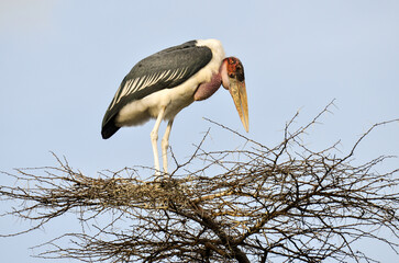 Marabout d'Afrique, Leptoptilos crumenifer, Marabou Stork, Afrique