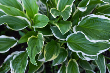 Background from variegated hosta leaves, close-up. Plantain lily bush for publication, poster, screensaver, wallpaper, postcard, banner, cover, post. High quality photo