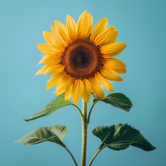 Obraz premium A single, vibrant sunflower, symbolizing summer, centered on a minimal background for decorating ideas