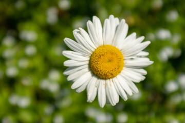 One camomile flower on blurred green field, top view. Chamomile with white petals for publication, poster, calendar, post, screensaver, wallpaper, cover, website. High quality photo