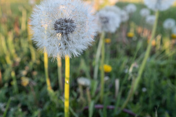 Green field with fluffy dandelions, close-up. White dandelion flowers blowballs for post, screensaver, wallpaper, postcard, poster, banner, cover, website. High quality photo