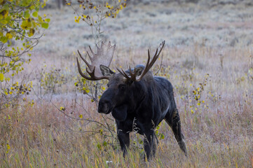 Bull Moose During the Rut in Autumn in Wyoming