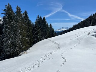 Fototapeta premium Wonderful winter hiking trails and traces after the winter snowfall above the tourist resorts of Valbella and Lenzerheide in the Swiss Alps - Canton of Grisons, Switzerland (Schweiz)