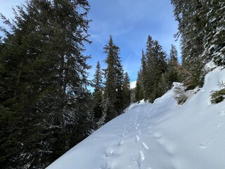 Wonderful winter hiking trails and traces after the winter snowfall above the tourist resorts of Valbella and Lenzerheide in the Swiss Alps - Canton of Grisons, Switzerland (Schweiz)