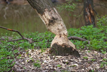 A tree gnawed by beavers on the riverbank