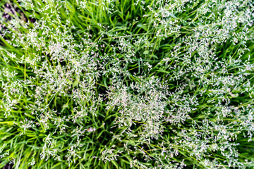 Grass blooms, close-up, blurred background.