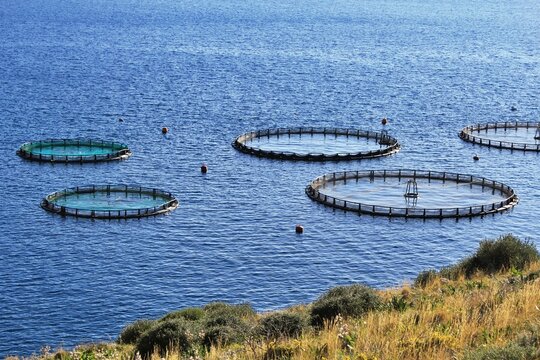 Aquaculture settlement, fish farm with floating circle cages around bay of Attica in Greece.