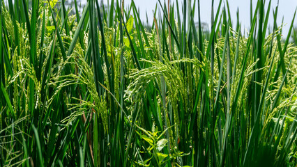 Paddy rice field at the sunny day. Green rice field