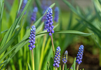 Blue muscari flowers bloom in early spring