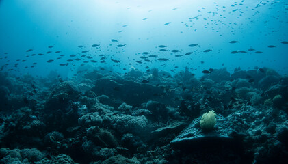 필리핀 바다의 아름다운 스쿠버사진입니다.