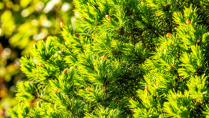 Natural background of fir branches illuminated by the sun