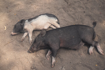 Pigs on Pig Island in Thailand Ko Mat Sum