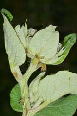 Bohrfliege, Tephritis neesii, an  Blatt,  Pflanze,  Blüte  der Filzigen Klette
