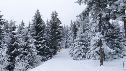 The snow-covered piste for skiers and snowboarders is laid out among snow-covered spruce trees....