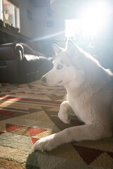 Portrait of a young husky dog
