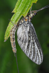 Große Eintagsfliege, Ephemera dancia, an einem Gräserblatt