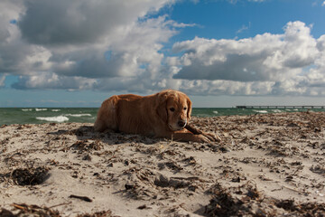 The beauty of the natural beaches on the Baltic Sea. Fun for dogs.