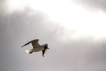 The beauty of the seagull on the Baltic Sea beach.