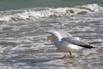 The beauty of the seagull on the Baltic Sea beach.