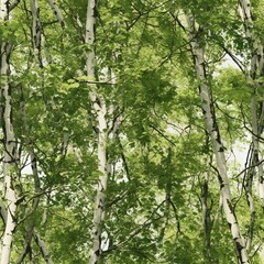 Fototapeta premium leaves in the forest